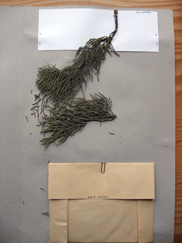 Cupressus torulosa