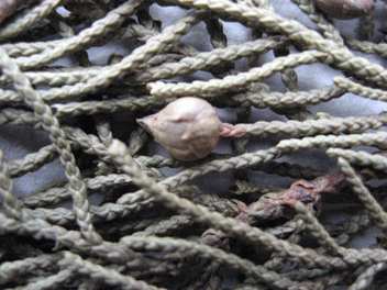 Cupressus torulosa