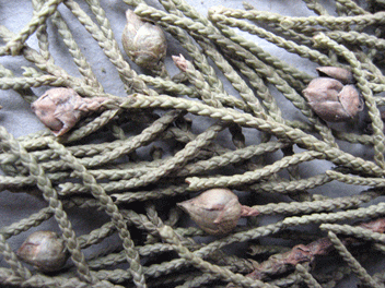 Cupressus torulosa