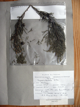 Cupressus torulosa