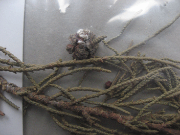 Cupressus torulosa