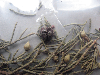 Cupressus torulosa