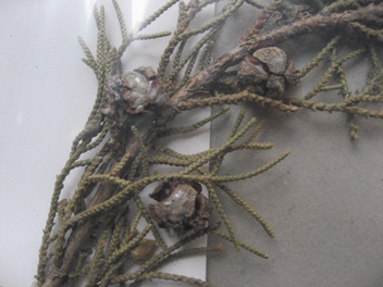 Cupressus torulosa