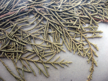 Cupressus torulosa