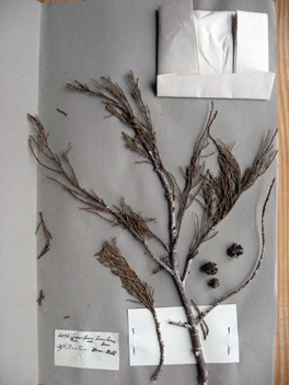 Cupressus torulosa
