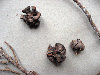 Cupressus torulosa