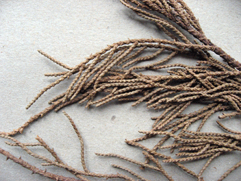 Cupressus torulosa