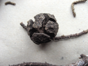 Cupressus torulosa