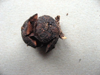 Cupressus torulosa