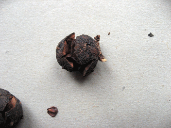 Cupressus torulosa