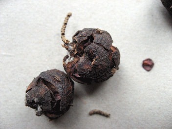 Cupressus torulosa