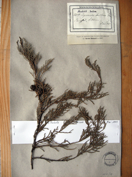 Cupressus torulosa