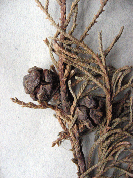 Cupressus torulosa