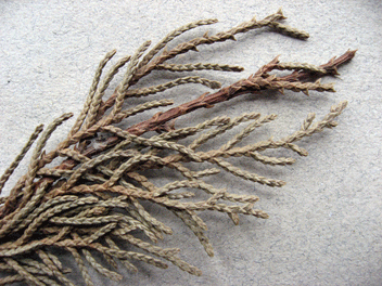 Cupressus torulosa