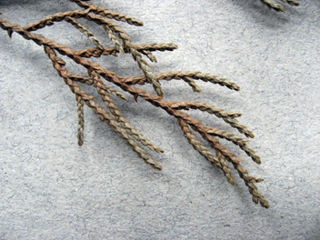 Cupressus torulosa