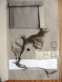 Cupressus torulosa