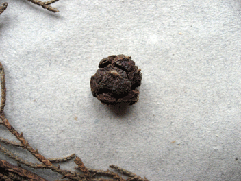 Cupressus torulosa
