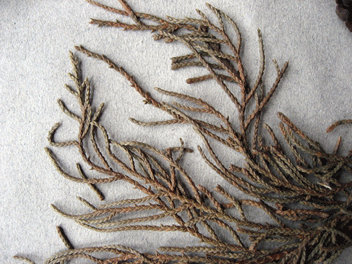 Cupressus torulosa