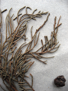 Cupressus torulosa
