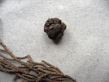 Cupressus torulosa