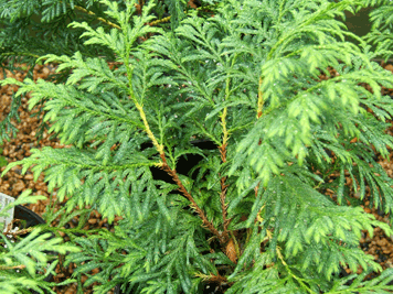 Cupressus vietnamensis