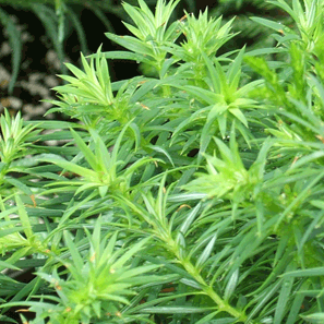 Cupressus vietnamensis