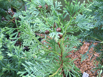 Cupressus vietnamensis
