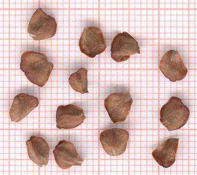 Cupressus atlantica Seeds